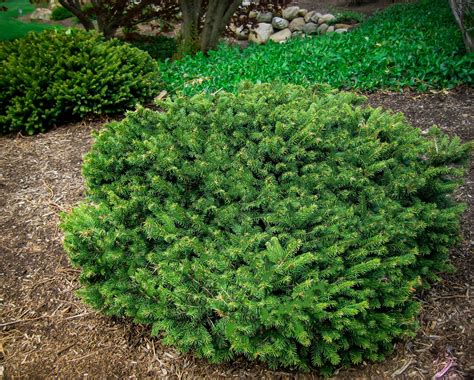 dwarf norway spruce for sale